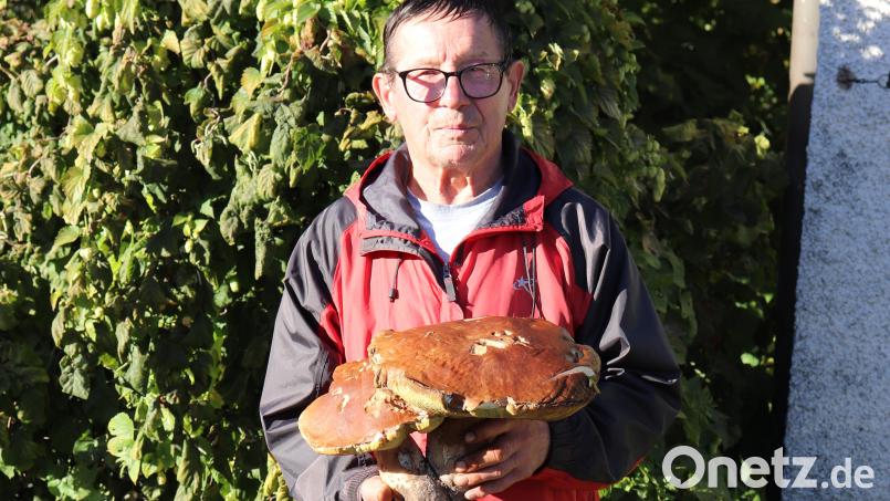 Bei einer seiner täglichen Schwammer-Touren fand Hans Mayer diesen riesigen Steinpilz. Bild: flt