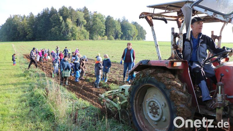 Die Kinder auf dem Feld beim Erdäpfel suchen und ernten. Bild: gru