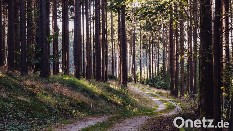 Ein Waldweg bei Bärnau. Noch bis Ende des Jahres kümmert sich Förster Stefan Gradl um das Wirtschaften im Stadtwald und im Wald der Stadt Bärnau Kommunal GmbH. Sein Nachfolger kommt laut Stier aus dem Raum Bärnau. Bild: sfo