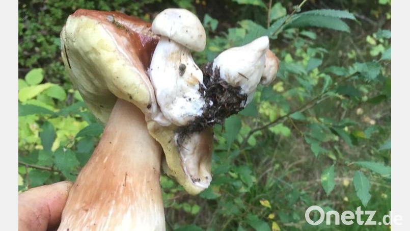 Der besondere Schwammerlfund von Wilhelm Bötzl. Bild: Wilhelm Bötzl/exb