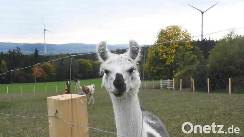 Windkraftanlagen bei Ahornberg, Gemeinde Bärnau Bild: Gabi Schönberger