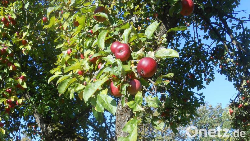 Ungespritzte Äpfel aus Streuobstbeständen und Obstgärten können am Samstag, 15. Oktober, von 13 bis 15 Uhr in Freudenberg abgegeben werden. Bild: LPV AS, Richard Lehmeier/exb