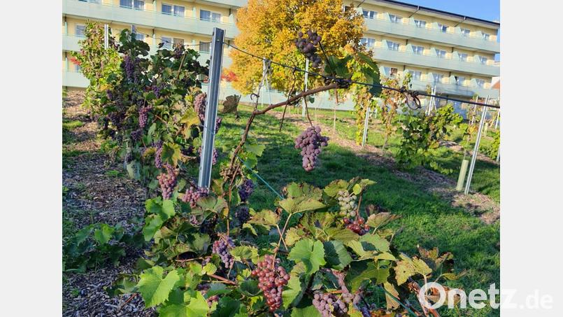 Einzigartig in der Region ist der Weinberg unterhalb des Hotels Pyramide beim Sibyllenbad. Die Anlage wird am Sonntag bei einem Weinfest eingeweiht und nach dem Erbauer Alois Zimmermann bekannt. Bild: Hotel Pyramide/exb