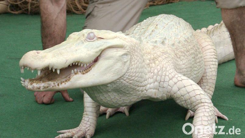 So einen Alligator hat der Zoll am Münchner Flughafen in einem Koffer gefunden - lebend. Symbolbild: Holger Hollemann