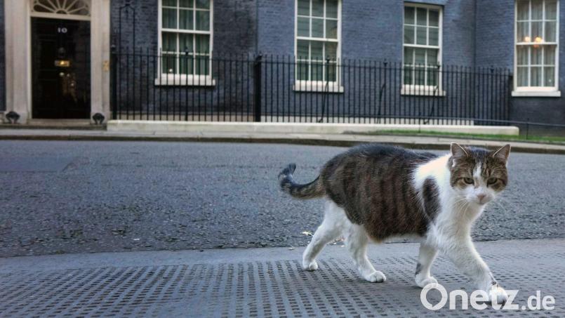 Kater Larry hat einen eigenen Twitteraccount - und kommentiert die Lage. Bild: Kirsty Wigglesworth/AP/dpa