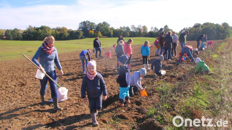 Groß und Klein buddeln fleißig nach Kartoffeln in Frankenrieth. Bild: fvo