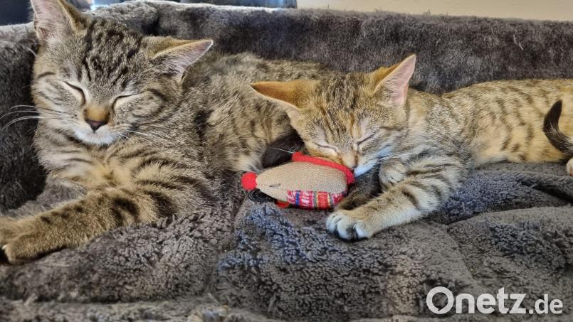 Sie fühlen sich sichtlich wohl auf ihrer weichen Unterlage: Katzenbabys bekommen im Katzenkindergarten in Obersdorf wieder eine Zukunftschance. Bild: Ransbach