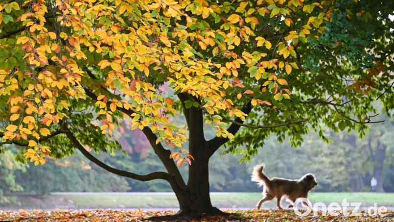 Ein Hund eilt seinem Herrchen (nicht im Bild) unter einem prächtig verfärbten Baum voraus. Bild: Uwe Zucchi/dpa/Symbolbild