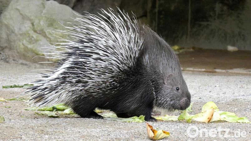 Ein junges Weißschwanz-Stachelschwein im Tierpark Hellabrunn. Nach Angaben des Zoos in München ist es der erste Nachwuchs bei den Tieren seit mehr als 30 Jahren. Bild: Birgit Mohr/dpa