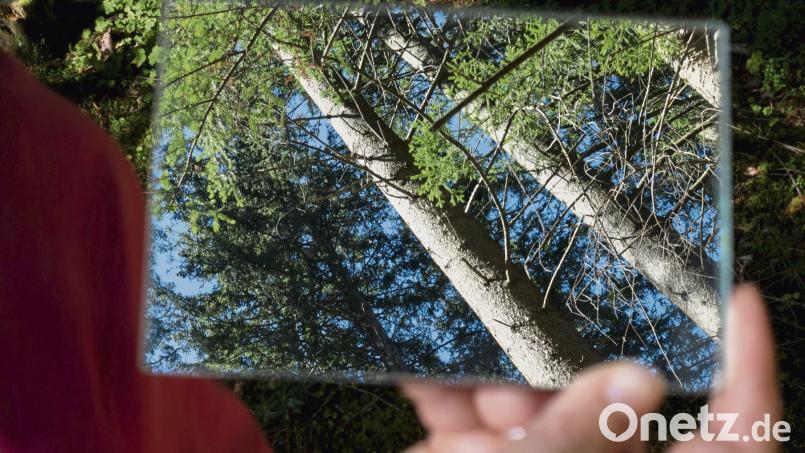 Wald im Spiegel: Bei dieser Übung steht die Welt praktisch Kopf. Bild:  Andreas Drouve/dpa