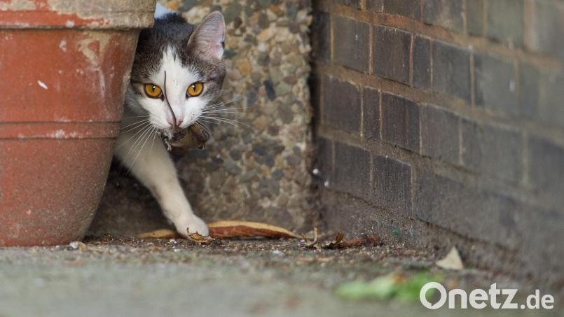 Streunende Katzen, die sich ungebremst vermehren, sind auch im Landkreis Tirschenreuth ein Problem. Symbolbild: Julian Stratenschulte/dpa