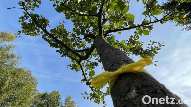 Bäume, von deren Obst man sich bedienen darf, sind in Waldershof mit einem gelben Band gekennzeichnet. Bild: Bäumler/fph