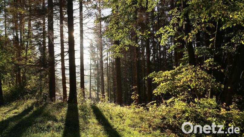 Eine 84-jährige Seniorin rutscht beim Pilze sammeln auf einer Wurzel aus, zieht sich Verletzungen zu und übernachtet daraufhin unfreiwillig im Wald. Symbolbild: Matthias Bein/dpa