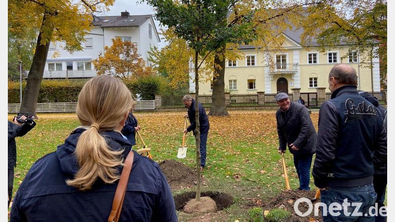 Die Mitglieder des Umweltausschusses haben jetzt wieder den Baum des Jahres eingepflanzt. Diesmal eine Rotbuche am Lüderitzplatz beim Staatlichen Forstamt. Der Baum muss 21 Jahre lang wachsen, um die Menge an CO2 zu speichern, die für die Produktion eines Kubikmeters Beton freigesetzt wird. Bild: ass