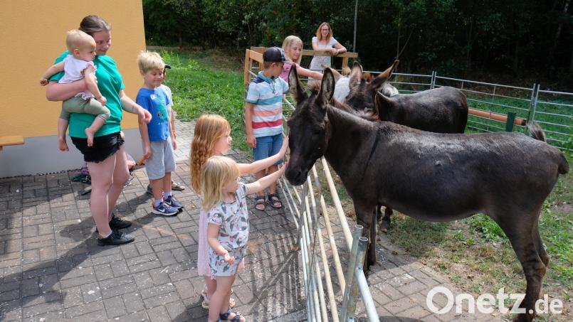 Auch die Esel riefen beim Kinderferientag des Kleintierzuchtvereins nach Streicheleinheiten. Bild: do