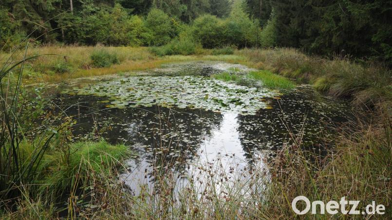 Das ist eines der elf neuen wichtigen Biotope im Naturpark Hirschwald, die der Pächter des Staatsjagdrevieres angelegt hat. Bild: ige
