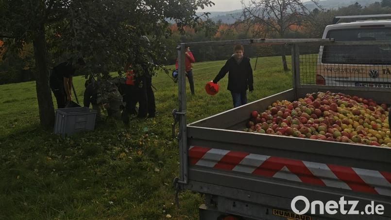 Der Nachwuchs der Feuerwehr Tännesberg beteiligt sich an der Apfelsammelaktion der Gemeinde. Bild: Philipp Kick/exb
