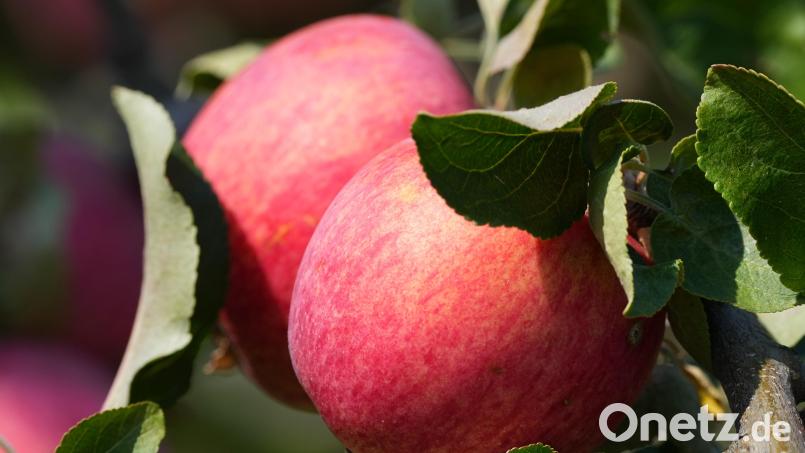 Es wäre so schön gewesen, doch die Äpfel sind weg. Symbolbild: Soeren Stache/dpa