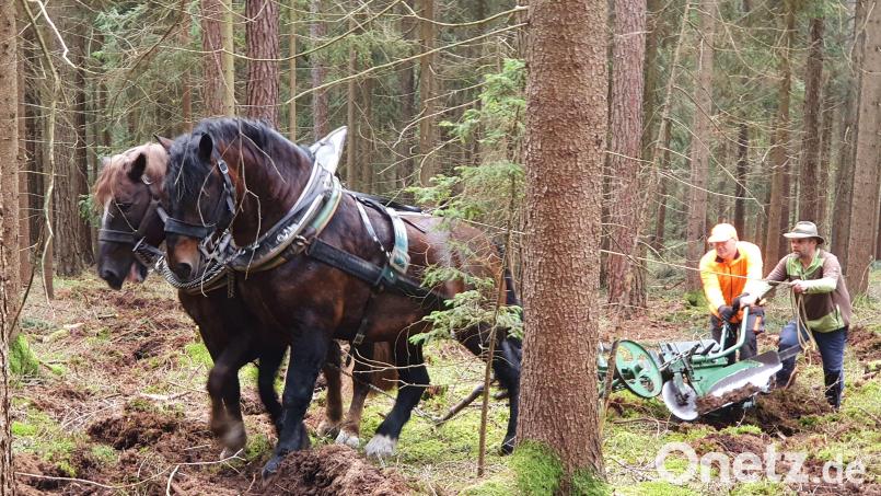 Christian Vogl (rechts) aus Chamerau zieht mit seinen beiden Süddeutschen Kaltblutpferden Fritz und Muckl die Gräben für die Tannensaat. Bild: Lowak