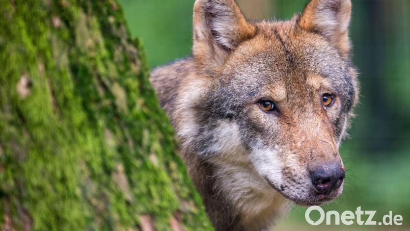 Nur in Wildparks sind solche Bilder möglich. Der Wolf ist scheu. Hier in der Gegend haben ihn Wildkameras fotografiert, die automatisch auslösen. Symbolbild: Lino Mirgeler/dpa
