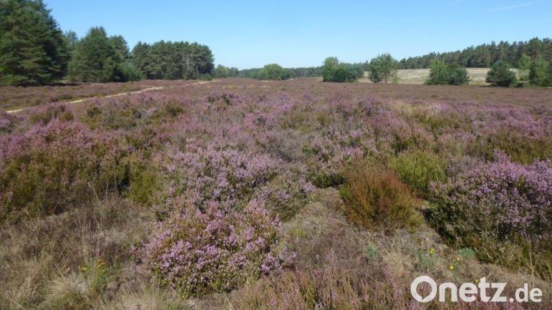 Heimat vieler gefährdeter Pflanzen und Tiere: das Naturschutzgebiet Bodenwöhr Bild: Birgit Simmeth/exb