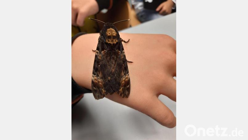 Ein Totenkopfschwärmer. Die großen Falter werden an der Neunburger Realschule gezüchtet. Bild: Theresa Sterzl/exb