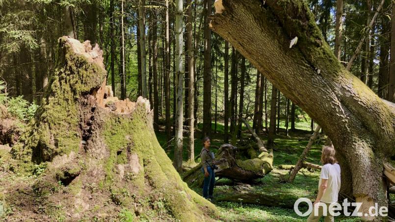 Ein Sturm hat die uralte Linde beim Mulzerteich bei Lesná umgestürzt. Auf dem Totholz keimen junge Bäumchen. Ein künftiger Mischwald soll dem Klimawandel besser trotzen können als Fichtenmonokulturen. Bild: Veronika Hofinger/exb
