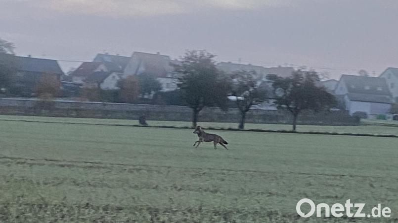 Der Wolf läuft vom Aussiedlerhof über Felder in Richtung Straße und Wasserhaus. Im Hintergrund Friedhof und Höchäcker-Siedlung. Bild: Ingrid Rodler-Köstler/exb