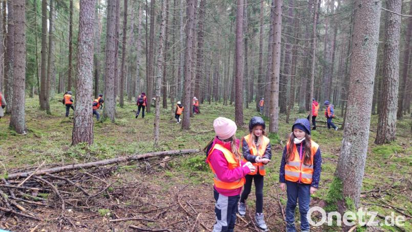 Der Nachwuchs macht es wie die Eichhörnchen und versteckt essbaren Vorrat aus Nüssen und Eicheln im weitläufigen Waldbereich. Bild: fjo