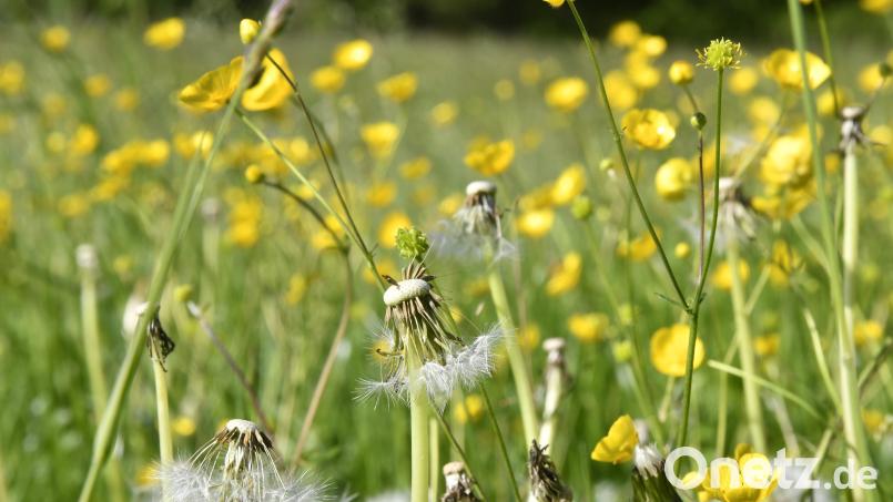 Wer ein Projekt für die Öko-Modellregion Naturparkland Oberpfälzer Wald starten will, kann jetzt Fördermittel beantragen. Symbolbild: Petra Hartl