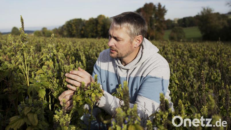 Biolandwirt Markus Schaller inspiziert die Chia-Pflanzen, die er bei Waldthurn anbaut. Bild: Daniel Delang/exb