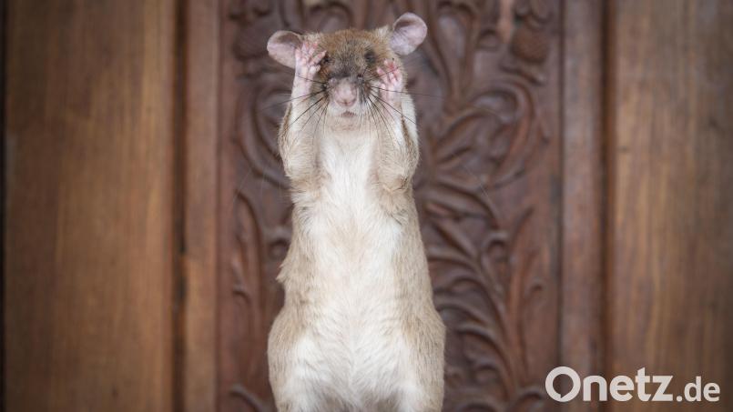 Die armen Tiere: Mehrere Ratten fielen dem Mann zum Opfer. Am Mittwoch stand er nun erneut wegen seiner Taten vor Gericht. Symbolbild: Pdsa