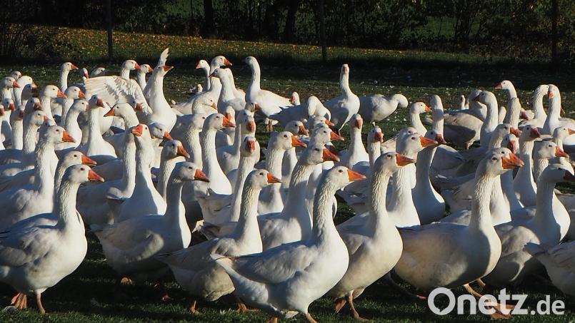 Geschnattert wird immer in der 500-köpfigen Gänseherde von Hans Schell in Köttlitz. Er muss heuer mehr für seine Tiere verlangen, weil Futter und Küken mehr kosten. Bild: bl
