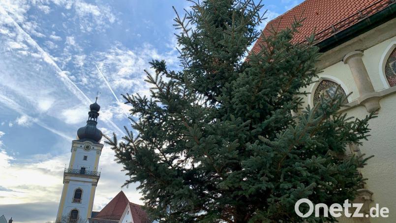 Die Blaufichte vor dem Alten Rathaus. Bild: Gabi Schönberger