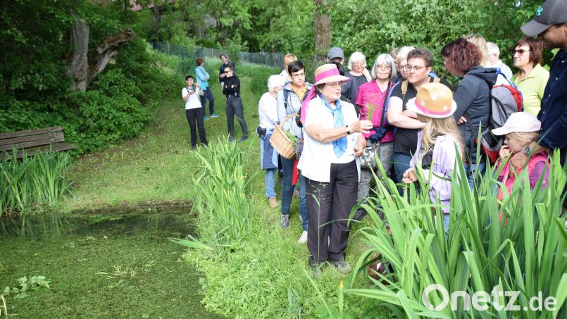 Die Kräuterwanderungen von Markusine Guthjahr (hier am Dorfteich in Pruppach) sind ein Aushängeschild des Tourismusvereins. Mit dem erwirtschafteten Geld soll nun die Kneippanlage erweitert und verschönert werden. Archivbild: wku
