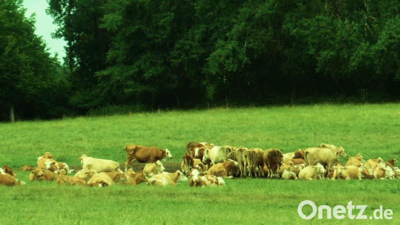 Siesta auf der Wiese. Bild: jml