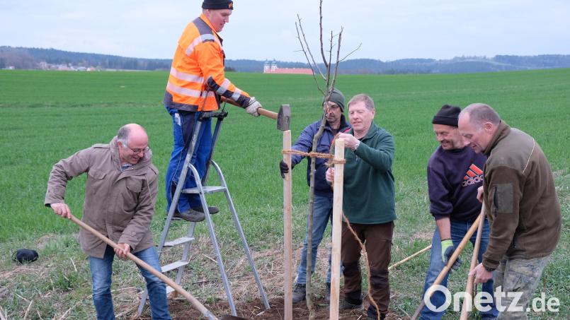 Hand in Hand arbeiten die Gemeinde und der Obst- und Gartenbauverein Speinshart schon seit vielen Jahren beim Thema Streuobstpflanzungen zusammen. Der Bayerische Streuobstpakt verleiht den Aktivitäten einen neuen Schub. Auch Privatpersonen erhalten Obstbäumchen. Bild: do