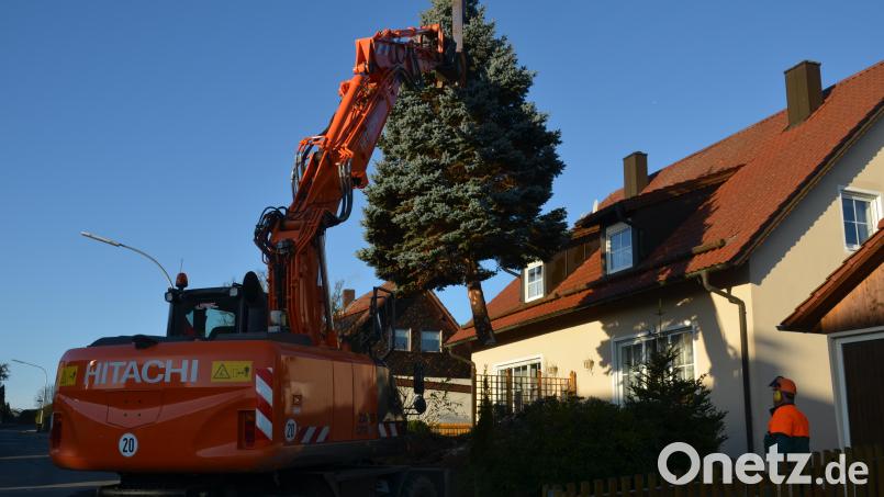 Aus dem Garten von Barbara und Gabriel Klapper in der Fichtenstraße in Altenstadt hievten die Bauhofmitarbeiter den Blautannenbaum heraus und brachten ihn zum Marktplatz. Bild: dob