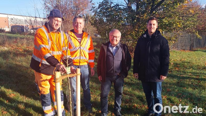 An der Staatsstraße in Richtung Kaserne wurden zwei Apfelbäume und ein Birnbaum gepflanzt. Bild: Stadtverwaltung Oberviechtach/exb