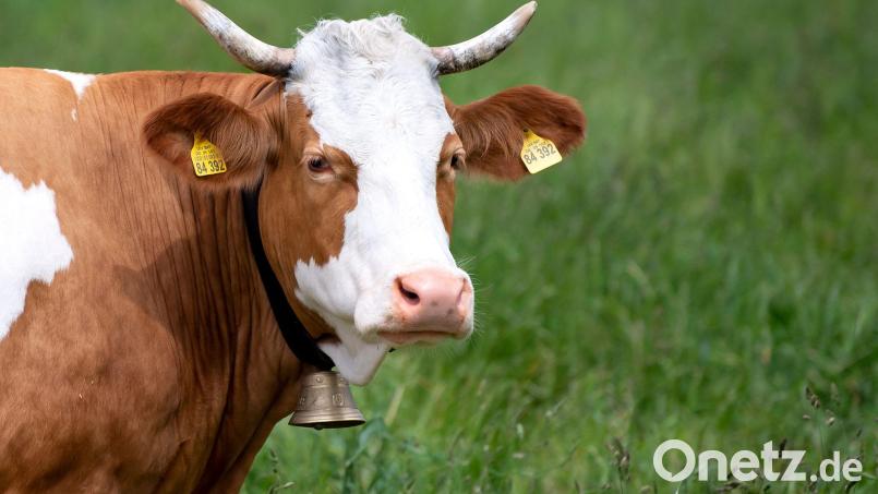 Eine Kuh steht auf einer Weide. Bild: Sven Hoppe/dpa/Archivbild