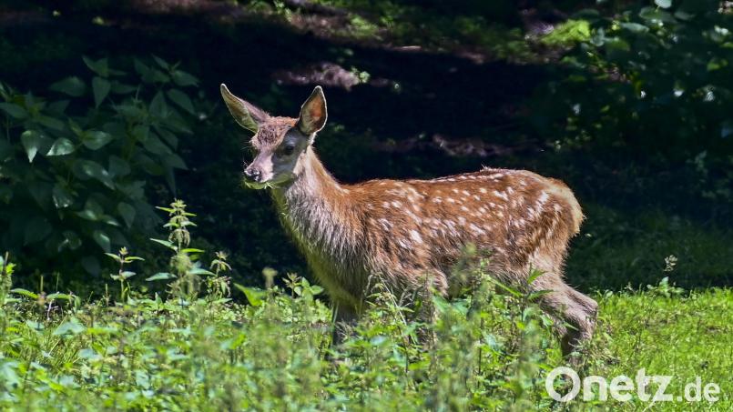 Ein Fahrer stieß bei Kaltenbrunn mit einem Rotwildtier zusammen und ließ das schwerverletzte Tier zurück. Symbolbild: Siegfried Steinkohl