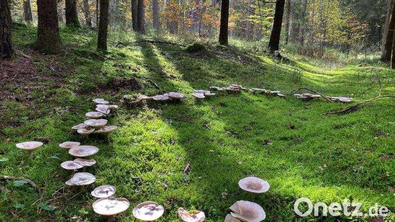 Als Hexenringe oder Feenringe werden halbrunde oder runde Wuchsbilder von Pilz-Fruchtkörpern bezeichnet. Bild: Petra Hartl
