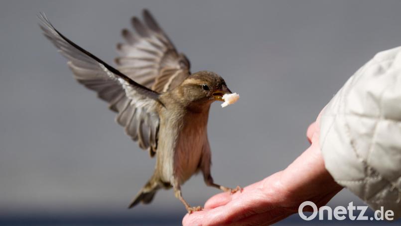 Ab sofort gilt ein Fütterungsverbot für Wildvögel. Bild: Kay Nietfeld
