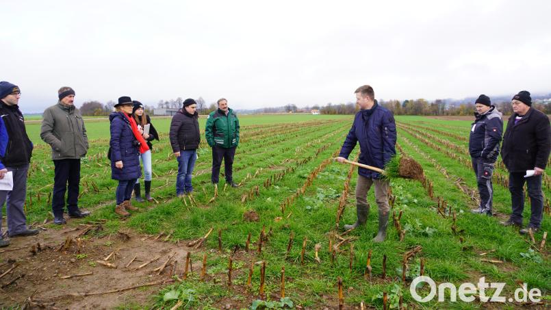 Der Gewässerschutzbeauftragte Michael Lukas (mit Schaufel) vom AELF Weiden begutachtet die Durchwurzelung des Bodens am Maisfeld mit Weidelgras. Bild: fvo