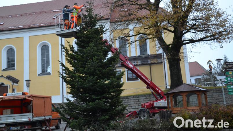 Karl Koller und Christian Scherer vom Moosbacher Bauhof haben einen schmucken Weihnachtsbaum am Marktplatz aufgestellt und verankert. Auch die Beleuchtung ist schon angebracht. Bild: gi