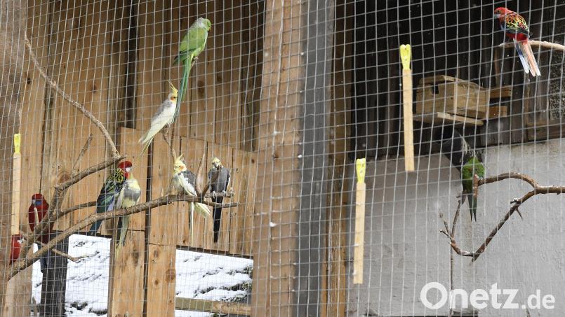 Wellensittiche, Graupapageien, Amazonen und Aras: Im Gnadenhof der Familie Jackson leben über 50 exotische Vögel. Nachbarn beklagen den Lärm, den die Tiere zeitweise verursachen. Die Angelegenheit ist inzwischen als Zivilverfahren vor Gericht gelandet. Archivbild: Petra Hartl