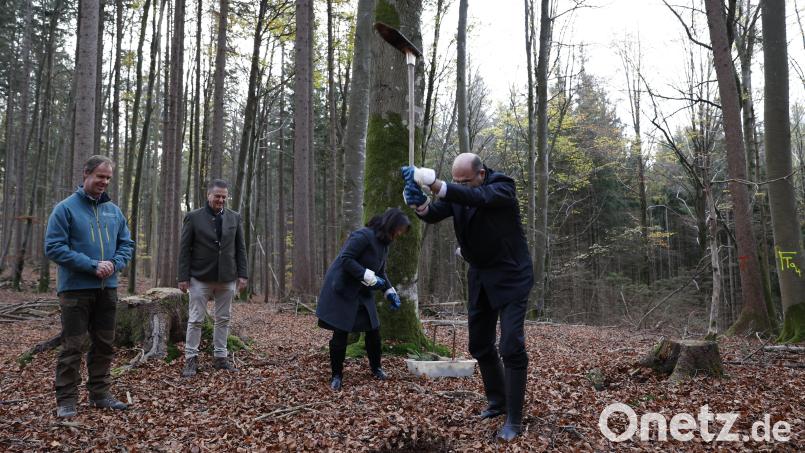 Anfang November pflanzte Heimatminister Albert Füracker gemeinsam mit Landwirtschaftsministerin Michaela Kaniber (im Hintergrund) die ersten der 1000 Bäume, für welche die Umfrage-Teilnehmer Baumpatenschaften gewinnen konnten. Bild: Bayerisches Finanz- und Heimatministerium /Christian Blaschka