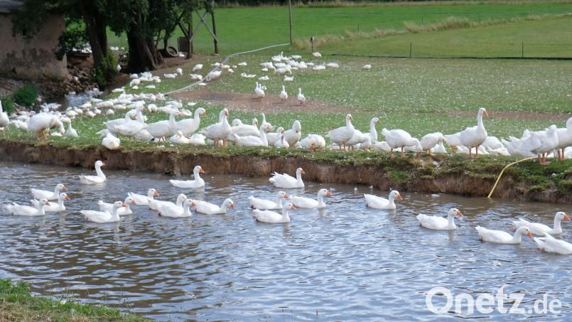 Ja, wo schnattern sie denn? Diese Gänse an der Metzenmühle bei Kirchenthumbach genießen im Sommer ein idyllisches Freilanddasein. Weihnachten dürfen sie aber nicht mehr erleben. Bild: do