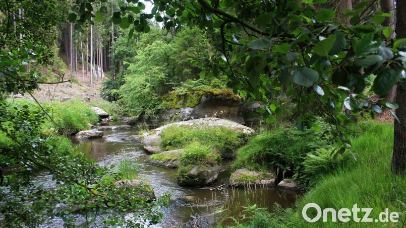Mehrere Referenten, darunter Claudia Fuchs von der Unteren Naturschutzbehörde am Landratsamt, rückten im Marktrat Falkenberg Flora und Fauna in der Gemeinde in den Fokus. Die Archivaufnahme entstand im Waldnaabtal. Archivbild: wro