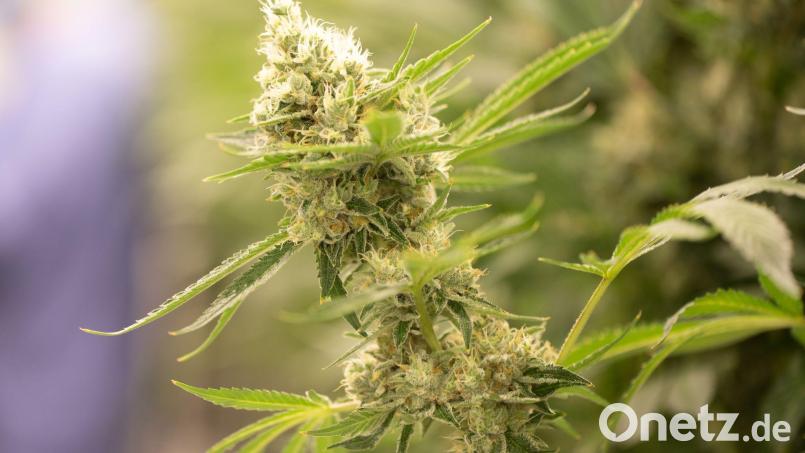 Cannabispflanzen wachsen in einem Blüteraum eines Pharmaunternehmens. Bild: Sebastian Kahnert/dpa-Zentralbild/dpa